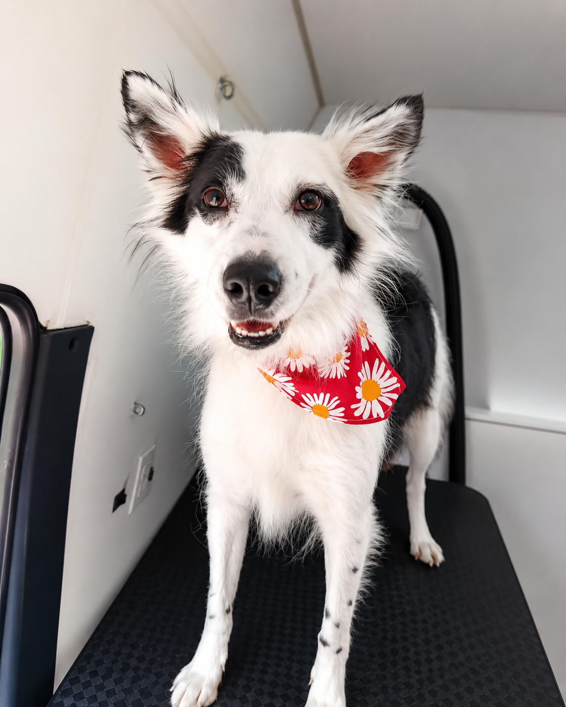 Layla, clienta de estética canina de Woof & Wash