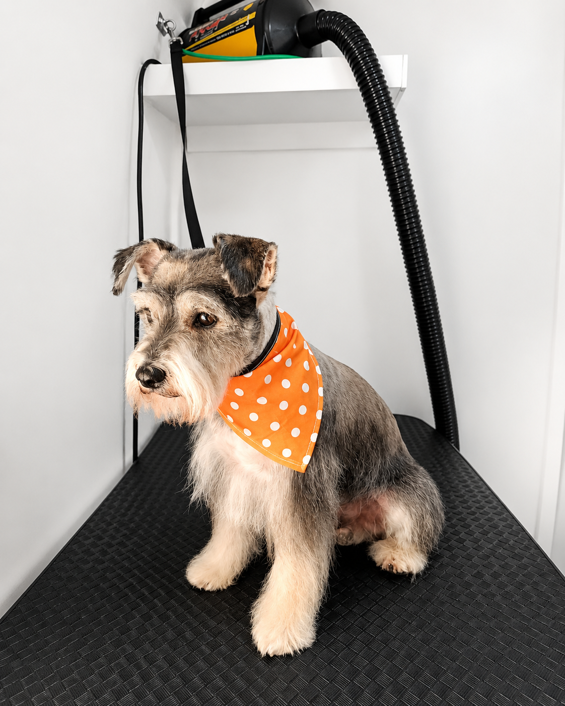 Lotto, cliente de estética canina de Woof & Wash